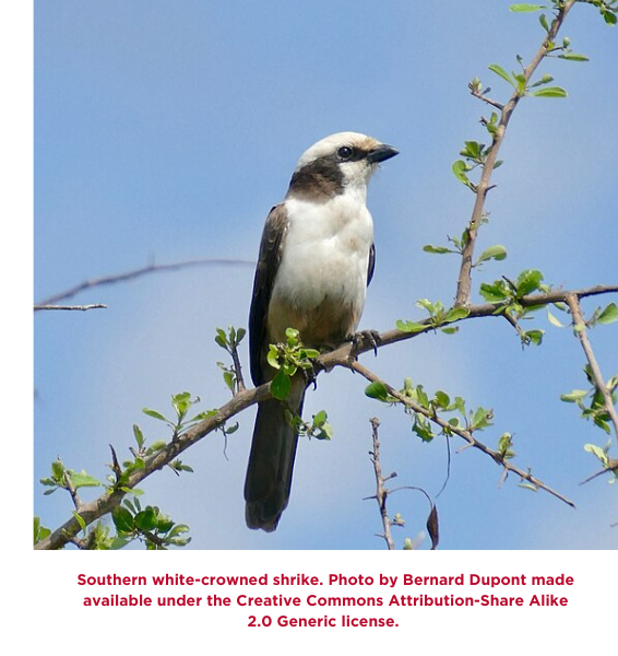 southern-white-crowned-shrike-w-caption.png