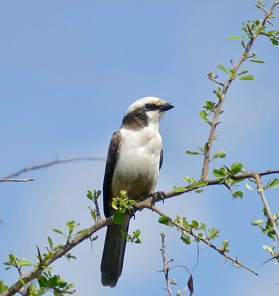 southern-white-crowned-shrike.jpg