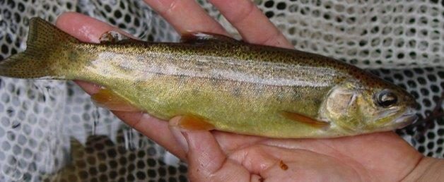 Gila trout