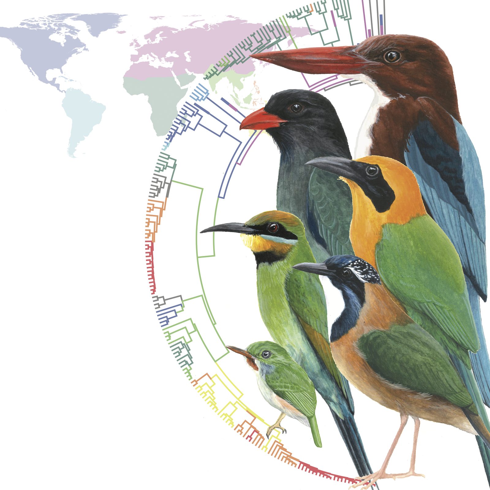 Diagram of island bird evolution