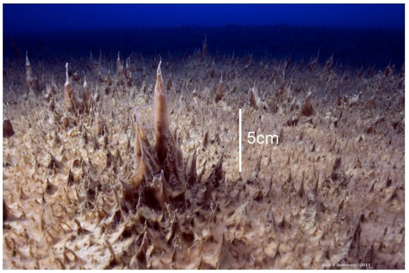 antarctica microbial mat