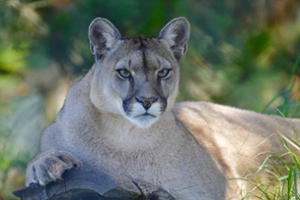 Mountain Lions in New Jersey - AZ Animals