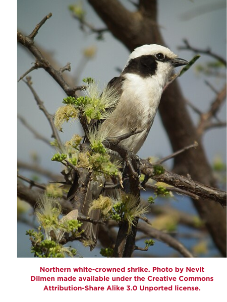 northern-white-crowned-shrike-w-caption.png