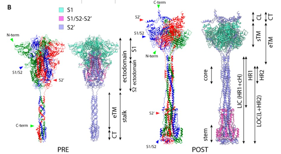 representation of Nishima and Kulik’s computational model of the SARS-CoV-2 spike protein before and after fusion with a host cell membrane